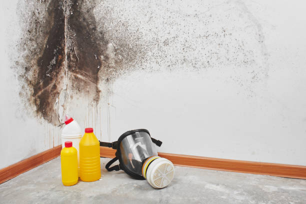 Best Same-Day Mold Removal  in Nicholasville, KY