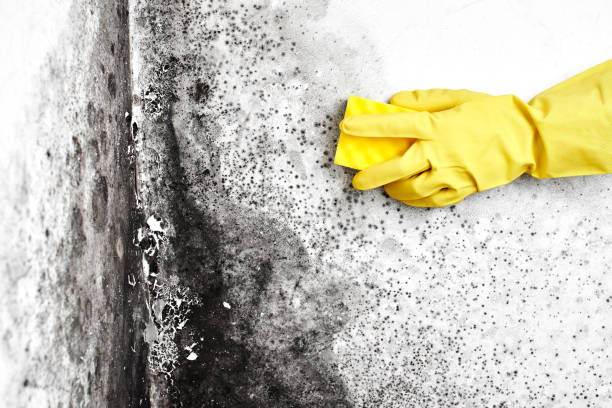 Home Mold Removal in Nicholasville, KY