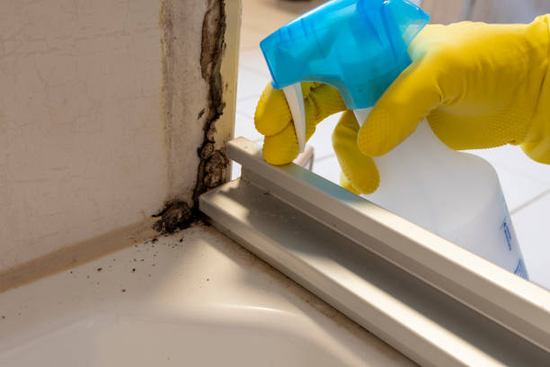 Best Mold Damage Repair  in Nicholasville, KY