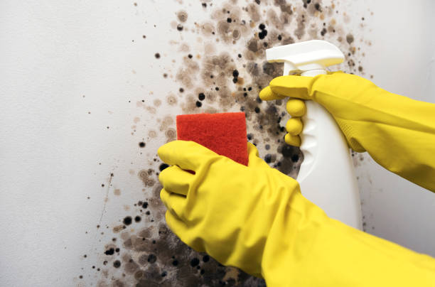 Best Fast Mold Removal  in Nicholasville, KY