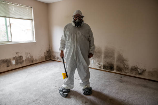 Best Local Mold Removal Service  in Nicholasville, KY